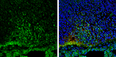 Anti-NSE antibody [C1C3] used in IHC (Frozen sections) (IHC-Fr). GTX113428