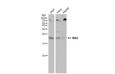 Anti-MAX antibody used in Western Blot (WB). GTX113492