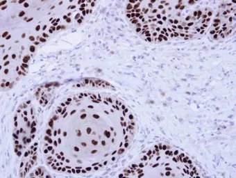 Anti-NuMA antibody [N1], N-term used in IHC (Paraffin sections) (IHC-P). GTX113510