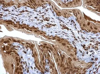 Anti-PSMA6 antibody used in IHC (Paraffin sections) (IHC-P). GTX113530