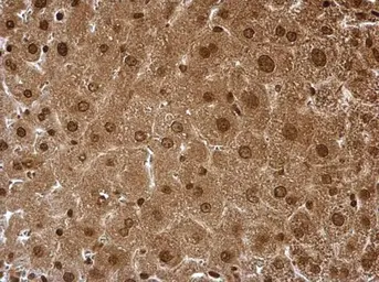 Anti-PSMA6 antibody used in IHC (Paraffin sections) (IHC-P). GTX113530