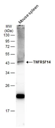 Anti-TNFRSF14 antibody [N2C3] used in Western Blot (WB). GTX113589