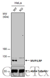 Anti-MVP/LRP antibody used in Western Blot (WB). GTX113601
