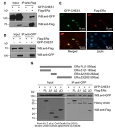 Anti-GFP antibody used in Western Blot and Immunoprecipitation (WB IP). GTX113617
