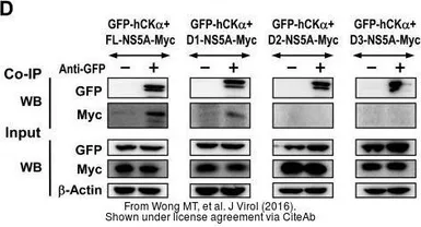 Anti-GFP antibody used in Western Blot and Immunoprecipitation (WB IP). GTX113617