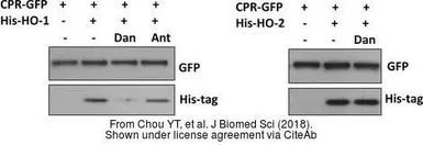 Anti-GFP antibody used in Western Blot (WB). GTX113617