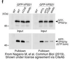 Anti-GFP antibody used in Western Blot (WB). GTX113617