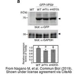 Anti-GFP antibody used in Western Blot (WB). GTX113617