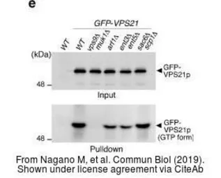 Anti-GFP antibody used in Western Blot (WB). GTX113617