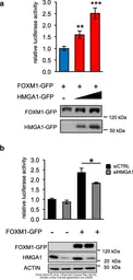 Anti-GFP antibody used in Western Blot (WB). GTX113617