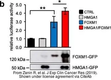 Anti-GFP antibody used in Western Blot (WB). GTX113617