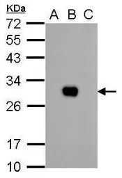 Anti-GFP antibody used in Western Blot (WB). GTX113617