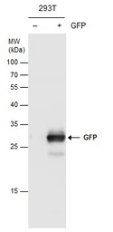 Anti-GFP antibody used in Western Blot (WB). GTX113617
