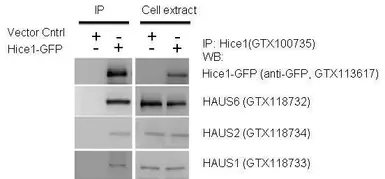 Anti-GFP antibody used in Western Blot (WB). GTX113617