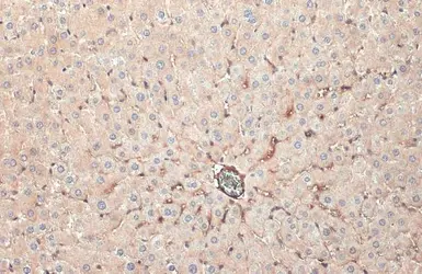 Anti-Apolipoprotein H antibody [N1C2] used in IHC (Paraffin sections) (IHC-P). GTX113627