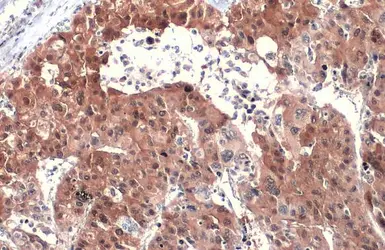 Anti-ASL antibody used in IHC (Paraffin sections) (IHC-P). GTX113629