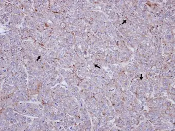 Anti-SR-BI antibody used in IHC (Paraffin sections) (IHC-P). GTX113645