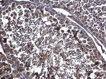 Anti-ERp57 antibody used in IHC (Paraffin sections) (IHC-P). GTX113719