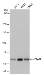 Anti-ERp57 antibody used in Western Blot (WB). GTX113719