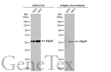 Anti-ERp57 antibody used in Western Blot (WB). GTX113719