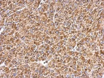 Anti-ERp57 antibody used in IHC (Paraffin sections) (IHC-P). GTX113719