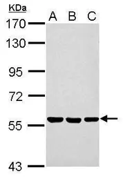 Anti-ERp57 antibody used in Western Blot (WB). GTX113719
