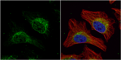 Anti-HADHA antibody [N2C1], Internal used in Immunocytochemistry/ Immunofluorescence (ICC/IF). GTX113727