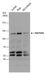 Anti-MLK1 antibody [N2N3] used in Western Blot (WB). GTX113778