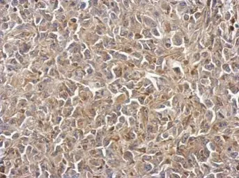 Anti-Polycystin 2 antibody used in IHC (Paraffin sections) (IHC-P). GTX113802