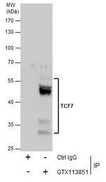 Anti-TCF7 antibody used in Immunoprecipitation (IP). GTX113851