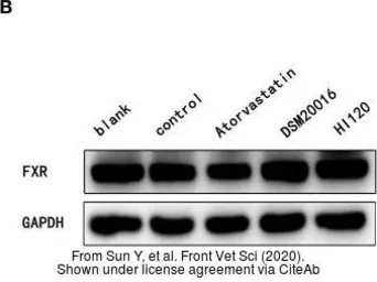Anti-FXR1 antibody used in Western Blot (WB). GTX113867