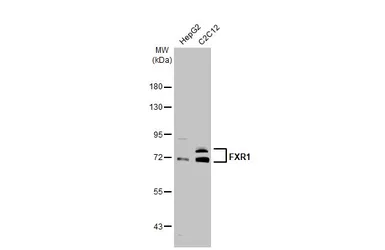 Anti-FXR1 antibody used in Western Blot (WB). GTX113867