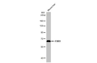 Anti-FXR1 antibody used in Western Blot (WB). GTX113867