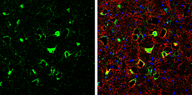 Anti-NOL3 antibody used in IHC (Frozen sections) (IHC-Fr). GTX113889