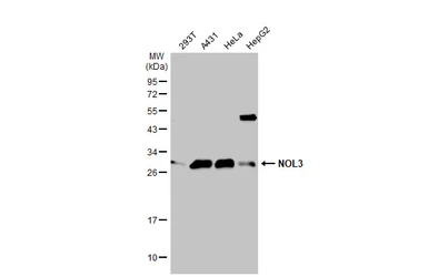 Anti-NOL3 antibody used in Western Blot (WB). GTX113889