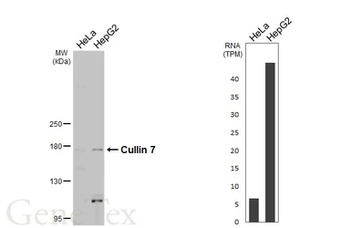Anti-Cullin 7 antibody [C2C3], C-term used in Western Blot (WB). GTX113906