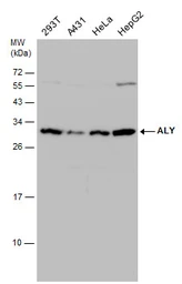 Anti-ALY antibody used in Western Blot (WB). GTX113917