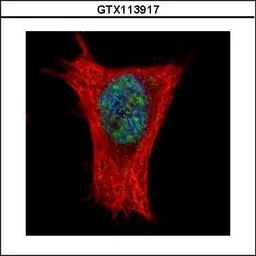 Anti-ALY antibody used in Immunocytochemistry/ Immunofluorescence (ICC/IF). GTX113917