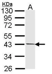 Anti-PIM2 antibody used in Western Blot (WB). GTX113928