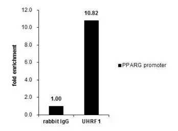 Anti-UHRF1 antibody used in ChIP assay (ChIP assay). GTX113963