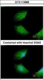Anti-CIAPIN1 antibody used in Immunocytochemistry/ Immunofluorescence (ICC/IF). GTX113988