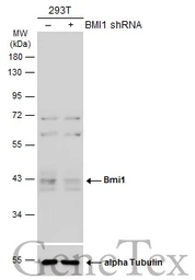 Anti-Bmi1 antibody used in Western Blot (WB). GTX114008