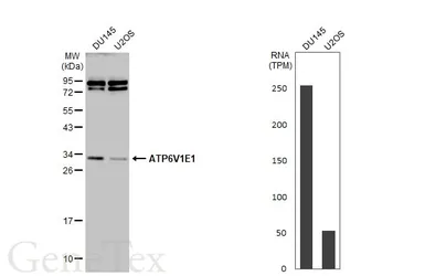 Anti-ATP6V1E1 antibody used in Western Blot (WB). GTX114056