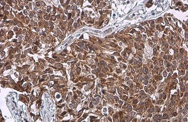 Anti-HSD3B1 antibody [N1C1] used in IHC (Paraffin sections) (IHC-P). GTX114081