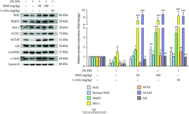 Anti-Glutathione Reductase antibody [N2C2], Internal used in Western Blot (WB). GTX114199