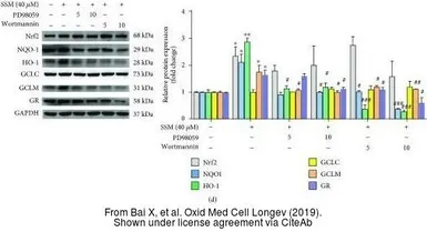 Anti-Glutathione Reductase antibody [N2C2], Internal used in Western Blot (WB). GTX114199