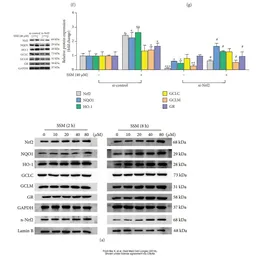 Anti-Glutathione Reductase antibody [N2C2], Internal used in Western Blot (WB). GTX114199