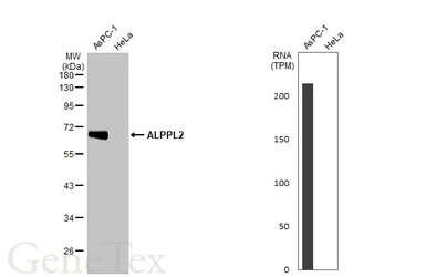 Anti-ALPPL2 antibody used in Western Blot (WB). GTX114250