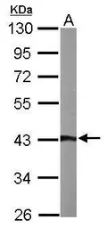 Anti-ASNA1 antibody used in Western Blot (WB). GTX114268