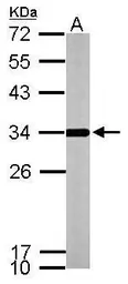 Anti-ATP synthase gamma antibody used in Western Blot (WB). GTX114275